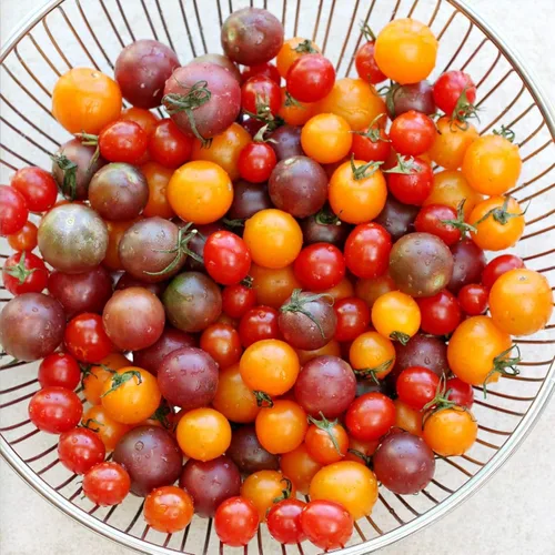 Miniatura 5 de Semillas de tomate Caleidoscopio Mix (de pequeño a gigante) Vegetales tradicionales para plantar sin OMG