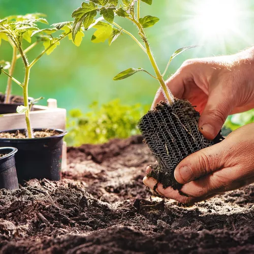 Miniatura 5 de YBB 6 cestas de protección de raíces, cestas de velocidad de alambre Gopher, cestas de acero inoxidable para topos y campañoles para protección