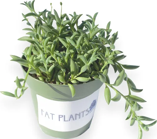 Miniatura 6 de Fat Plants - Colección de suculentas colgantes