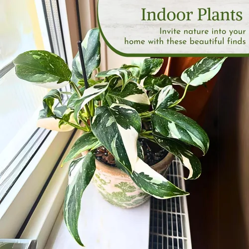 Miniatura 6 de Philodendron Plant Live Colección exclusiva (paquete de 4) – Birkin raro, Gloriosum, Princesa Rosa y Mago Blanco en maceta de 2 pulgadas; plantas
