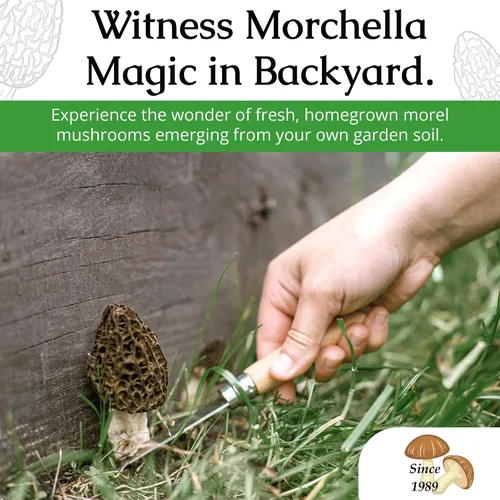 Miniatura 8 de Hábitat para cultivo de morillas, juego de cultivo de setas para el patio Compatible with Any Soil Type Across the U.S., Outdoor Garden & Backyard
