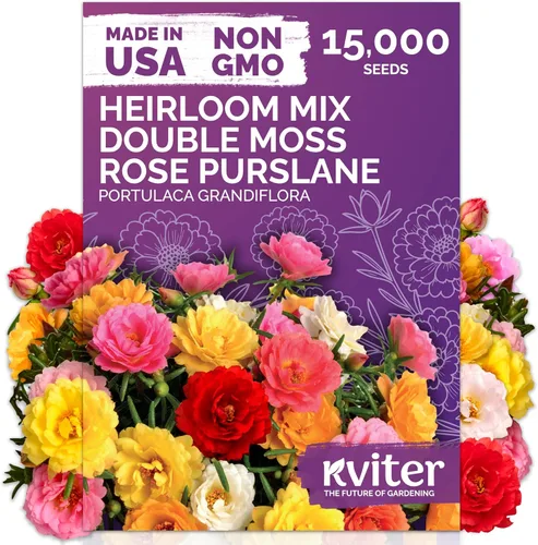 Miniatura 11 de KVITER 25 semillas de algodón blanco para plantar (Gossypium hirsutum) – Planta de algodón real, semillas de algodón para cultivo, semillas