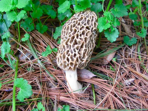 Miniatura 3 de Esporas de hongos Morel 1.41 oz en bolsa de aserrín - Morchella Esculenta, kit de cultivo de hongos True Morel, esporas de hongos morel frescos