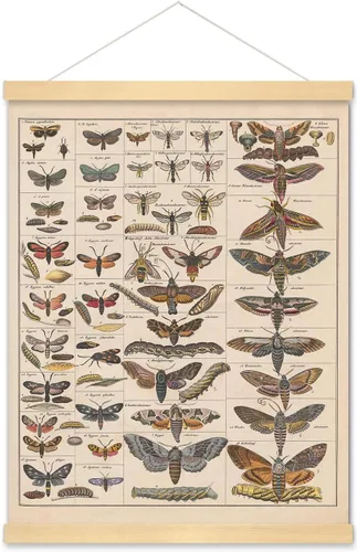 Miniatura 8 de Meishe Art Póster Impreso Vintage Polilla Insectos Razas Identificación Tabla de Referencia Colección de Especies Diagrama de Entomología Aula Club