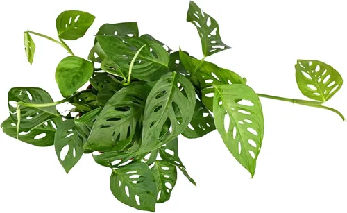 Miniatura 2 de Shop Succulents - Planta colgante Monstera Adansonii, planta de interior viva, planta colgante de queso suizo de fácil cuidado para el hogar