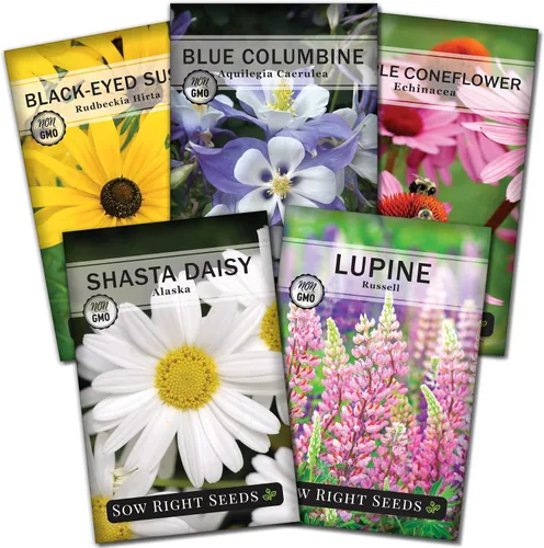 Sow Right Seeds - Colección de semillas de jardín de 5 flores perennes para plantar - Russell Lupine, Susan de ojos negros, margarita Shasta,
