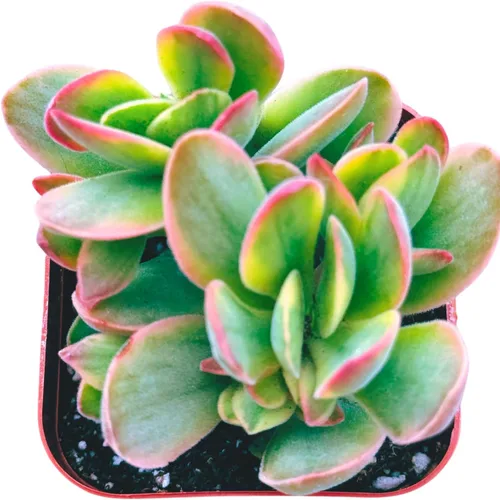 Miniatura 7 de Suculentas plantas vivas de 2 pulgadas, Planta rosario variegada, minisuculentas, plantas de interior de fácil cuidado enraizadas en mezcla