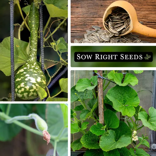 Miniatura 4 de Sow Right Seeds - Semillas de calabaza Dipper para plantar - Paquete de reliquia sin OMG con instrucciones para plantar y cultivar un huerto