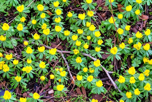 Bulbos amarillos de flores Eranthis para plantar, floraciones de principios de primavera, se envían desde Iowa, Estados Unidos (5 bombillas)