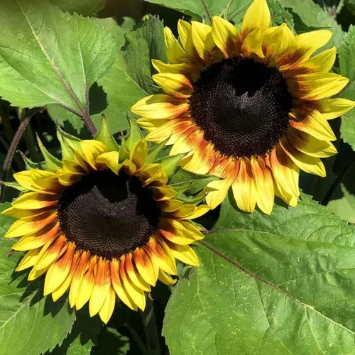 Miniatura 9 de Park Seed Semillas de girasol de oso de peluche gigante, flores dobles esponjosas de 8 pulgadas, variedad de primavera fácil de cultivar, ideal