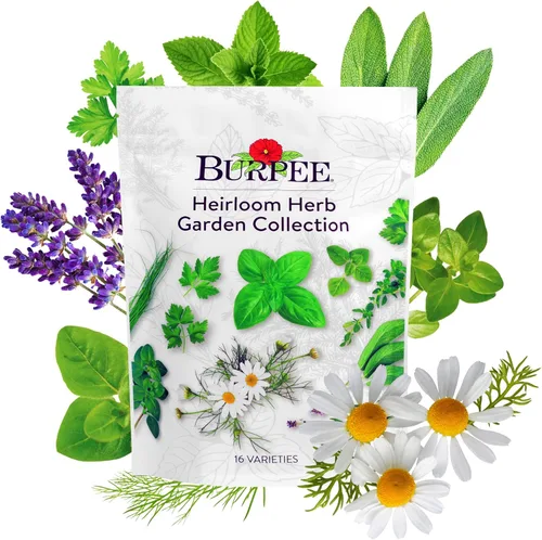 Miniatura 9 de Burpee Culinary Classics Garden Collection - 10 paquetes de cebollino sin OGM, cilantro, albahaca, salvia, tomillo, eneldo, perejil, manzanilla