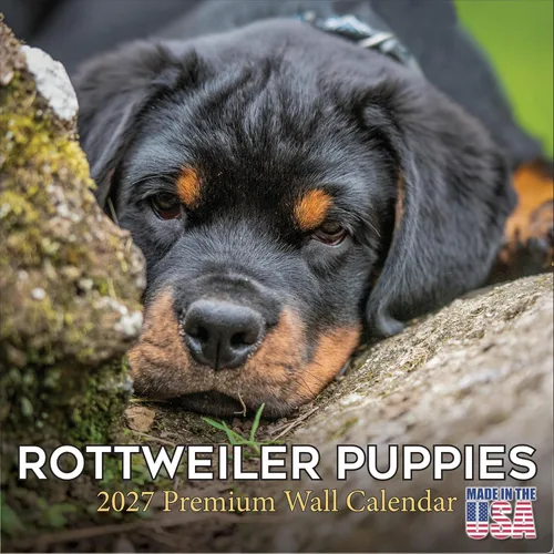 Miniatura 32 de Calendario amarillo 2025 2026 de Labrador Pups – Calendario mensual de pared de raza de perro – 12" x 24" abierto – Papel grueso anti-traspaso