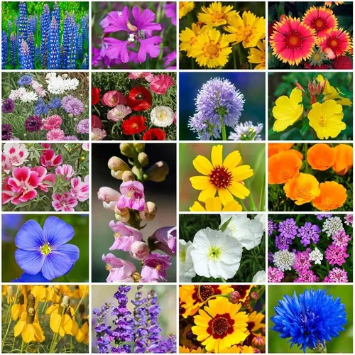 Miniatura 5 de Cultiva tu propia mezcla vibrante de semillas de jardín de flores silvestres anuales y perennes, variedades para polinizadores y jardines de Mezcla