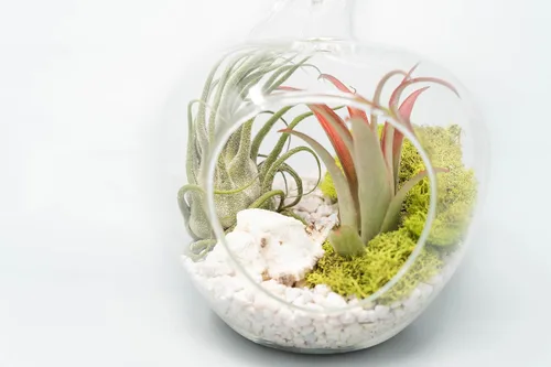 Miniatura 2 de Air Plant Shop Terrario de manzana con kit de guijarros y plantas de aire Tillandsia - Venta al por mayor y a granel - Suculentas - Tillandsia vivo