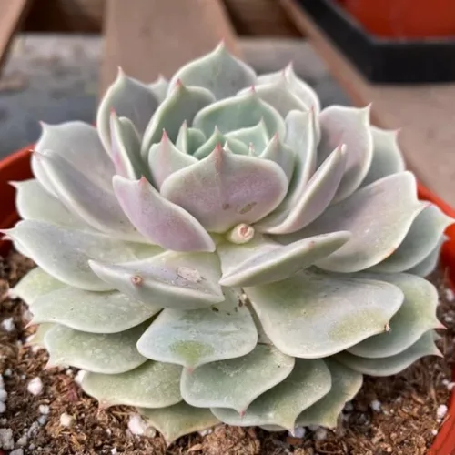 Miniatura 3 de Echeveria Suculents Plantas vivas para plantar, suculentas de Echeveria vivas, plantas de Echeveria vivas, suculentas de Echeveria vivas, suculentas