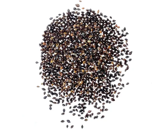 Miniatura 4 de Seed Needs, Semillas de acedera de hoja grande, 500 semillas tradicionales para plantar Rumex acetosa, hierba medicinal o culinaria sin OMG y sin
