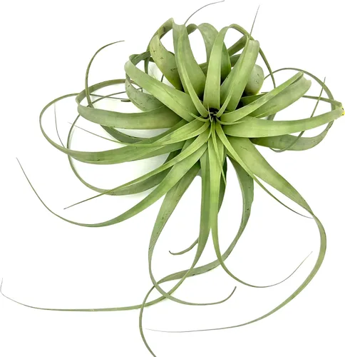 Miniatura 4 de ragnaroc Plantas de aire – Tillandsia Xerographica, gigante de 9-14 pulgadas – 1 unidad – Llegada viva garantizada – Plantas