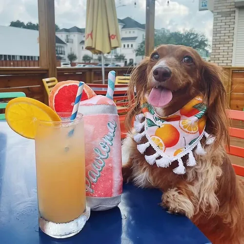 Miniatura 6 de Haute Diggity Dog Apawrol Spritz, juguetes de felpa de diseñador para perros con silbato interactivo, enriquecimiento para mascotas estimulante