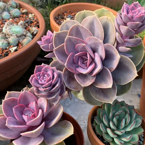 Miniatura 7 de Echeveria Suculents - Plantas vivas para cultivar, suculentas de Echeveria vivas, plantas de Echeveria vivas, suculentas de Echeveria viva, púrpura
