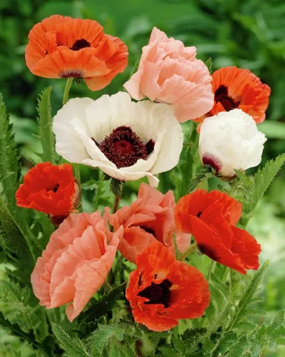 Miniatura 2 de Semillas Flores Oriental Amapola Mix Anual - 1000 Semillas