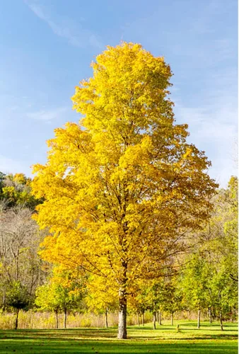 Miniatura 3 de 60 semillas de árbol de arce de azúcar premium, Acer Saccharum Northern Deciduous Rock Maple Seeds para colores otoñales