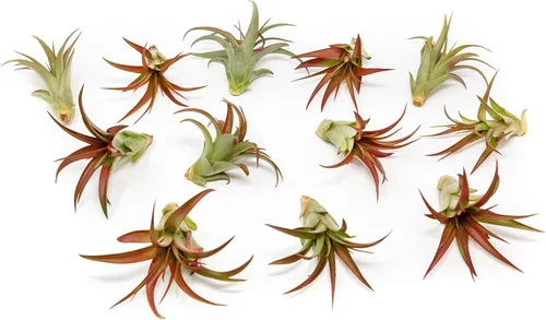 Miniatura 7 de Paquete de 5 plantas de aire Red Abdita Tillandsia – Paquete variado de plantas de aire medianas – Plantas suculentas vivas – Soporte para el hogar