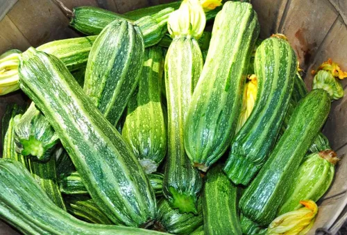Miniatura 3 de TomorrowSeeds - Semillas de calabacín Costata Romanesco - Paquete de 20 unidades - para plantar semillas de jardín 2025 acanaladas italianas a rayas