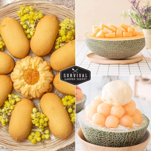 Miniatura 5 de Survival Garden Seeds - La mejor semilla de melón de Hale para plantar - Cultiva melón jugoso para comer - Paquete con instrucciones para plantar