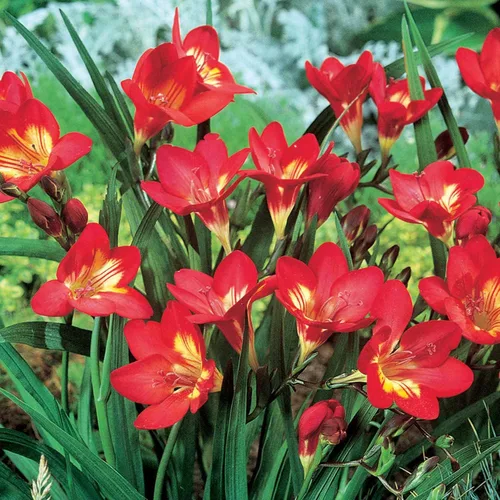 Freesia Red Double Flower, Pack of 10 Bulbs