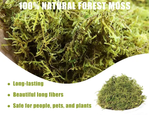 Miniatura 3 de Musgo de bosque seco para plantas, 16 onzas / 9 cuartos de galón, musgo esfagno de orquídea verde, musgo largo de fibra seca para suculentas, flores