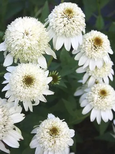 Semillas de equinácea doble equinácea semillas, flores perennes, mariposas, abejas, 100 unidades