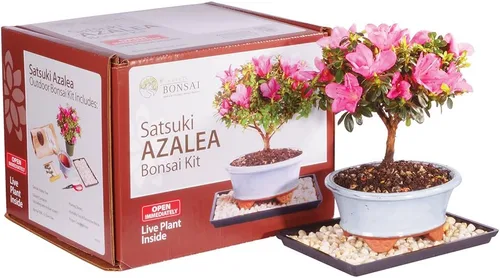 Miniatura 13 de Brussel's Bonsai Live Satsuki Azalea - Árbol bonsái floreciente - Grande, 8 años de edad, 10 a 14 pulgadas - Maceta de cerámica para bonsái