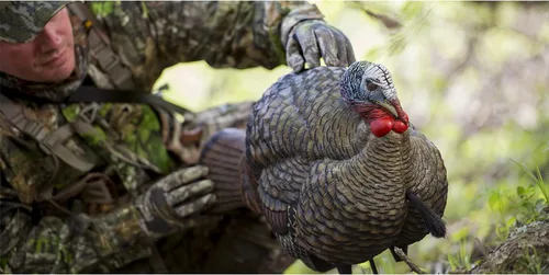 Miniatura 3 de Avian X LCD 1/2 Strut Jake - Señuelo de pavo