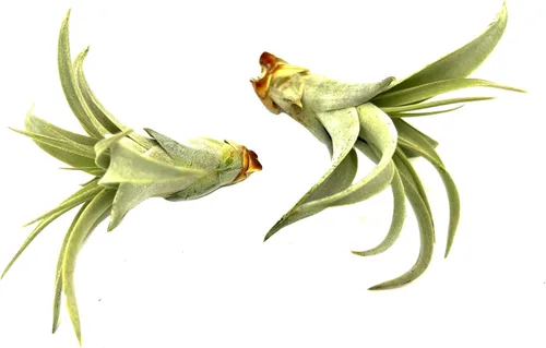 Miniatura 2 de ragnaroc Air Plants - Tillandsia Xerographica Pups, grandes 4-6 pulgadas, 2 unidades, llegada en vivo garantizada, plantas