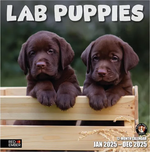 Miniatura 38 de RED EMBER Golden Retriever Puppies - Calendario de pared 2026 de 12 meses 12 x 24 pulgadas abierto Papel grueso y resistente Regalo
