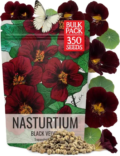 Miniatura 10 de Seed Needs Semillas de Nasturtium de Terciopelo Negro para Plantar - Semillas Herederas No Tratadas y de Polinización Abierta - Flores Comestibles