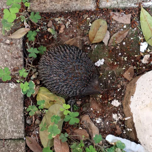 Miniatura 4 de Ocultar una llave de repuesto para erizo al aire libre, impermeable, soporte para llaves de roca falsa, caja de bloqueo de almacenamiento secreta