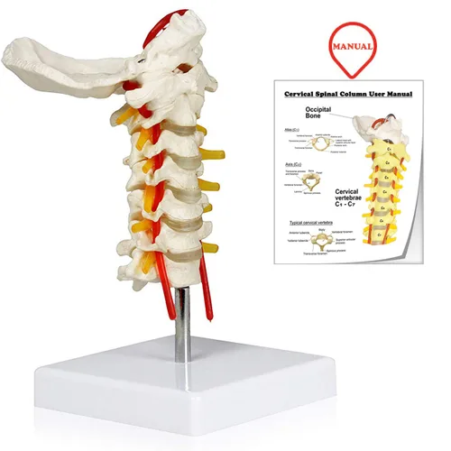 Miniatura 2 de VAV261 Columna cervical con nervios y arterias Tamaño natural, articulado 7 vértebras cervicales, discos intervertebrales Hueso occipital