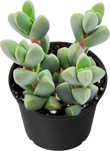 Miniatura 4 de Sprout N Green Pachyphytum compactum, 1 planta suculenta viva totalmente enraizada en macetas de 2 pulgadas con mezcla de tierra, planta de casa