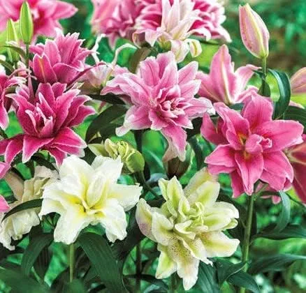 (2) Impresionantes cabezas de flores, hermosos bulbos mezclados roselily de doble floración