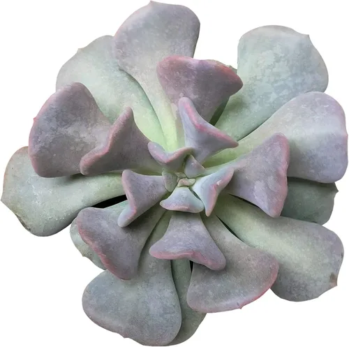 Miniatura 29 de Echeveria Lola - Planta suculenta saludable Echeveria Live de fácil cuidado para interiores, totalmente arraigada en tamaños de 2/4/6 pulgadas