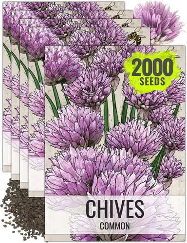 Miniatura 9 de Seed Needs Semillas de cebollino para plantar cebollino común, semillas de hierbas sin OMG y sin tratar para plantar un jardín de hierbas culinarias