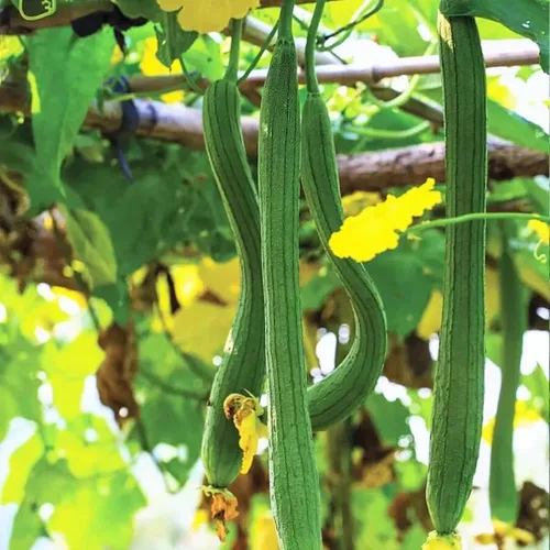 Miniatura 3 de Más de 30 Semillas de Luffa y Calabaza Lisas de Luffa de Ángulo Largo, Semillas de Frutas Vegetales Comestibles Tropicales Jardín Asiático Luffa