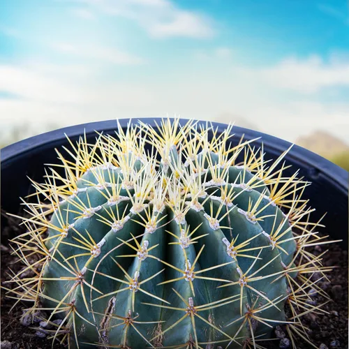 Miniatura 9 de Cactus Outlet - Planta de cactus de barril dorado - Plantas de cactus vivas - Plantas de cactus en barril vivas - 10 galones - Plantas de cactus