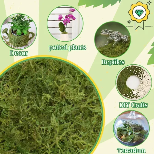 Miniatura 6 de Halatool 6OZ de musgo verde para plantas de interior, 8QT de musgo de orquídea para replantar, musgo de bosque para plantas en maceta, musgo real