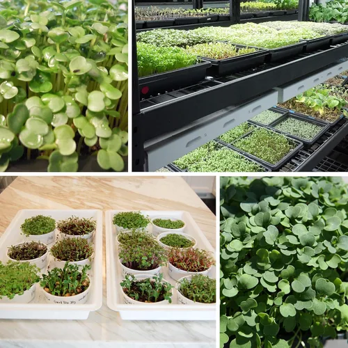 Miniatura 4 de Semillas orgánicas de microgreens de guisantes de áfila – 1 libra ~ 1440 semillas – Semillas de brotes de microguisantes sin OMG – Muchos zarcillos