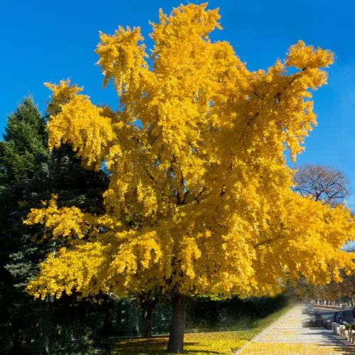 Miniatura 2 de UIOTER Árboles de ginkgo biloba vivos, plantas vivas, 6 a 12 plantas de semillero de árboles de ginkgo de altura, árboles de gingko vivos, plantas