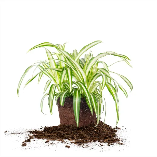 Miniatura 7 de Perfect Plants Planta de araña abigarrada inversa en maceta de cultivo de 6 pulgadas Planta de interior viva para cultivo en interiores Fácil