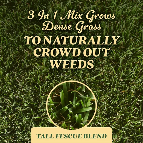 Miniatura 5 de O.M. Scott and Sons Tall Fescue Blend - Semillas de césped, fertilizantes y mejoradores del suelo, elimina naturalmente las malas hierbas, cubre