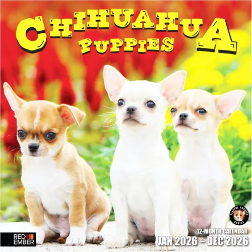 Miniatura 9 de RED EMBER Chihuahua Puppies 2025 Calendario de pared de 12 meses 12 x 24 pulgadas abierto Papel grueso y resistente Regalo Calendario 2025
